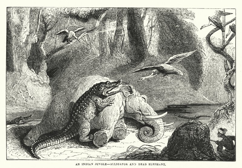 An Indian Jungle, Alligator and Dead Elephant by English School