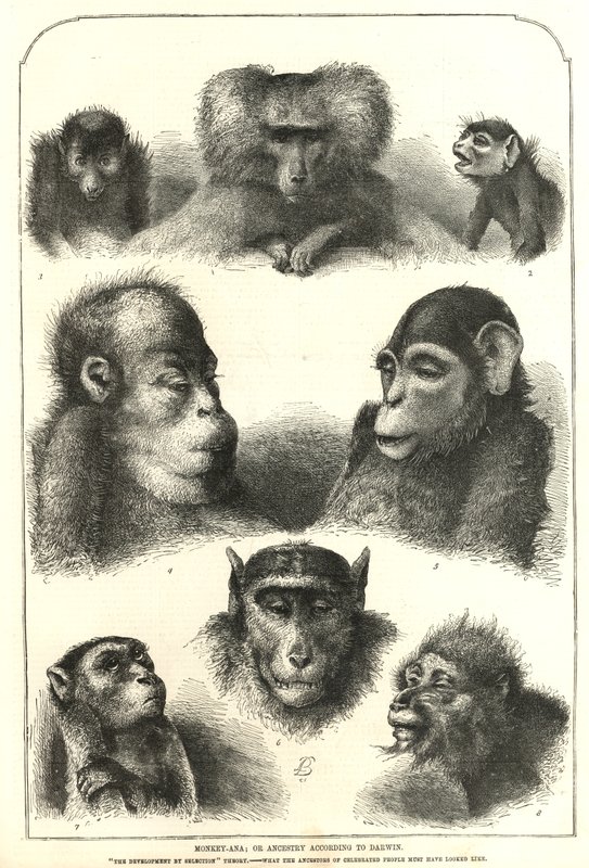 Ancestry according to Darwin by English School