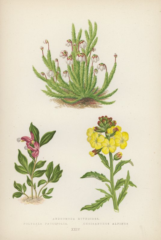 Andromeda Hypnoides; Polygala Paucifolia; Cheiranthus Alpinus by English School