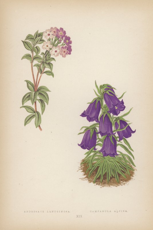 Androsace Lanuginosa; Campanula Alpina by English School