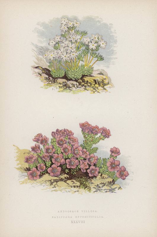 Androsace Villosa; Saxifraga Oppositifolia by English School