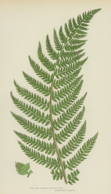 Angular Leaved Prickly Fern by English School