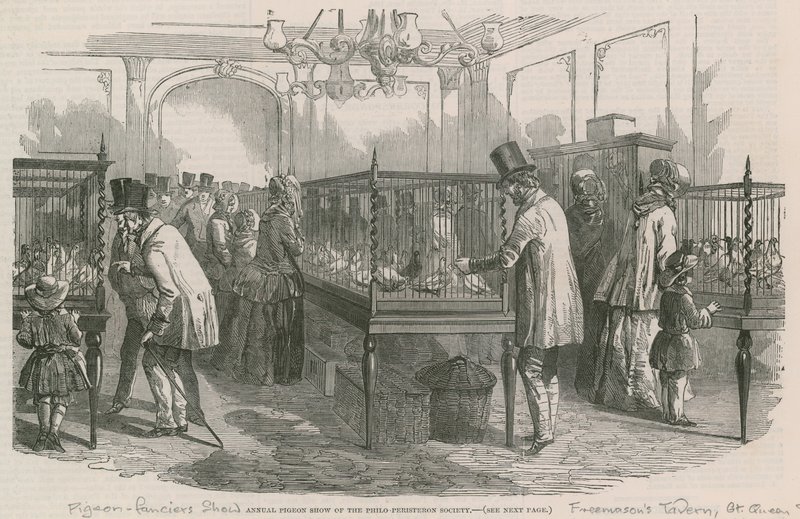 Annual Pigeon Show of the Philio-Peristeron Society by English School