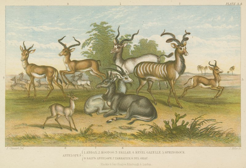 Antelopes by English School