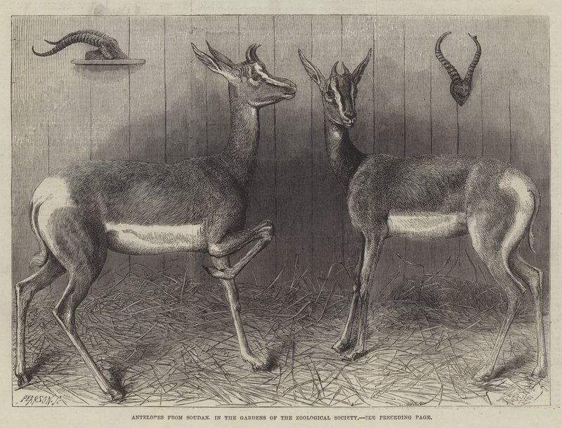 Antelopes from Soudan, in the Gardens of the Zoological Society by English School