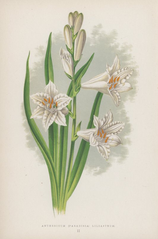 Anthericum, Paradisia Liliastrum by English School
