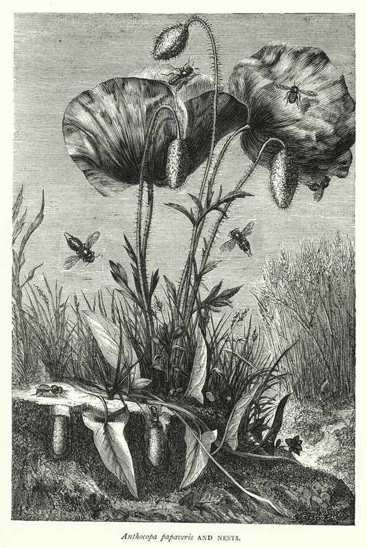 Anthocopa papaveris and Nests by English School