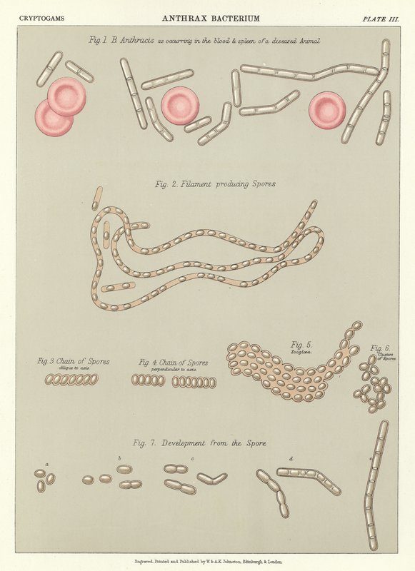 Anthrax Bacterium by English School