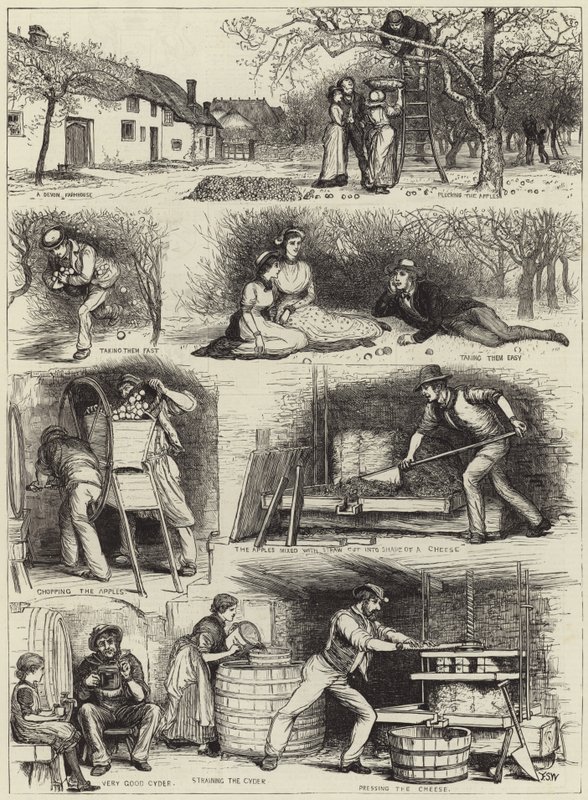 Apple Gathering and Cider Making in Devonshire by English School