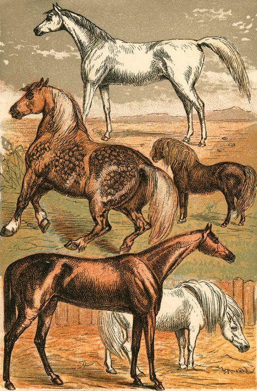 Arab Horse, Cart Horse, Race Horse, Shetland Pony and Pony by English School