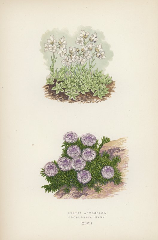 Arabis Androsace; Globularia Nana by English School