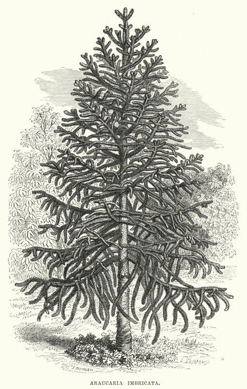Araucaria Imbricata by English School