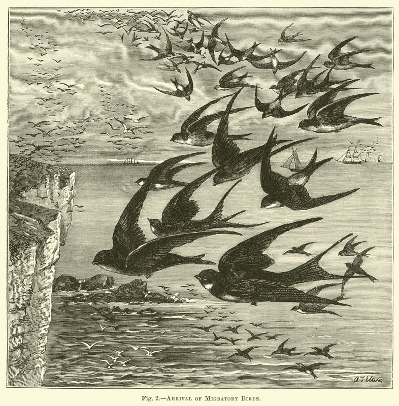 Arrival of Migratory Birds by English School