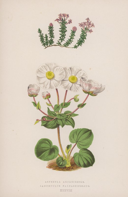 Asperula Arcadiensis; Ranunculus Parnassifolius by English School