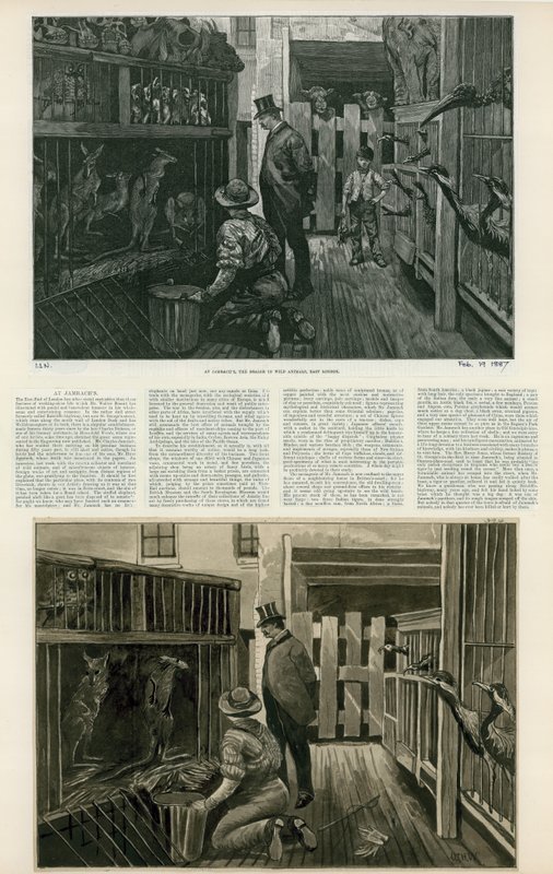 At Jambachs, the dealer in wild animals, East London by English School
