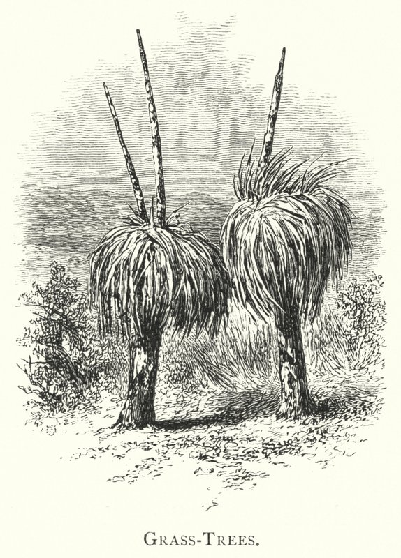 Australia: Grass-Trees by English School