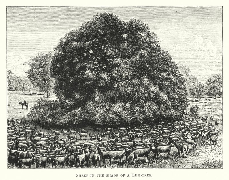 Australia: Sheep in the shade of a Gum-tree by English School