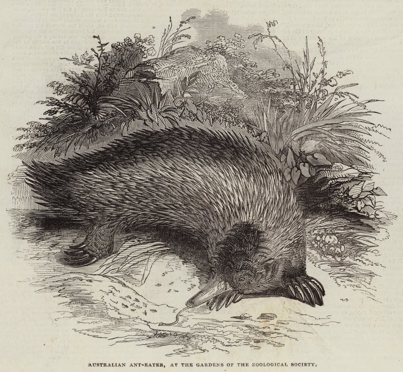 Australian Ant-Eater, at the Gardens of the Zoological Society by English School
