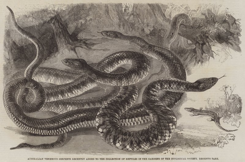 Australian Venomous Serpents Recently Added to the Collection of Reptiles in the Gardens of the Zoological Society, Regent