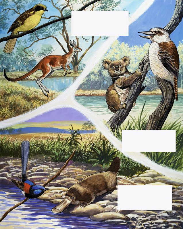 Australian animals montage by English School