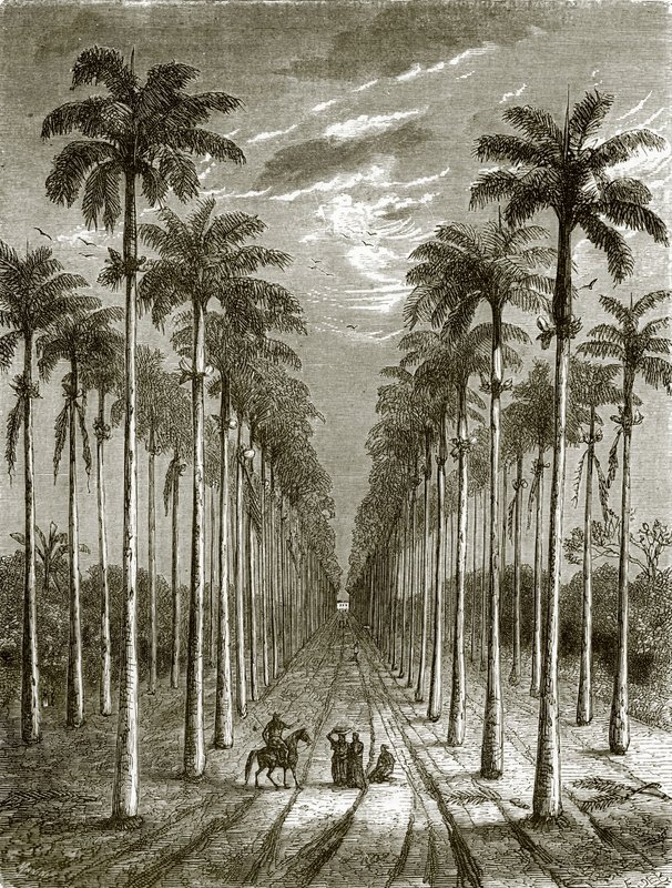 Avenue of palm trees, leading to a residence in Cuba by English School