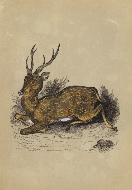 Axis Deer by English School