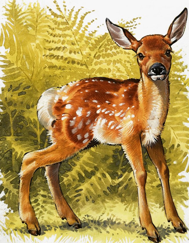 Baby Deer by English School