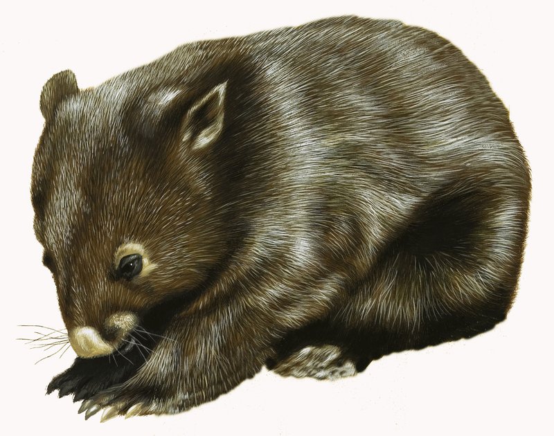 Baby Possum by English School