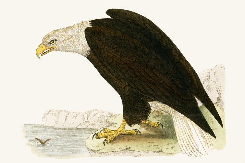Bald Eagle, illustration from 
