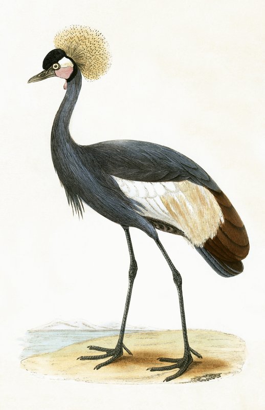 Balearic Crane, illustration from 