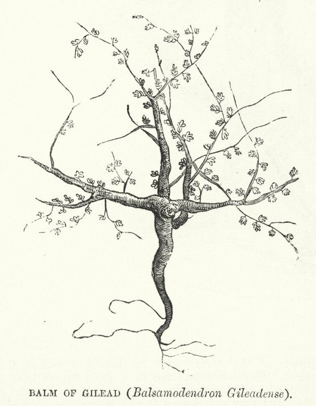 Balm of Gilead, Balsamodendron Gileadense by English School