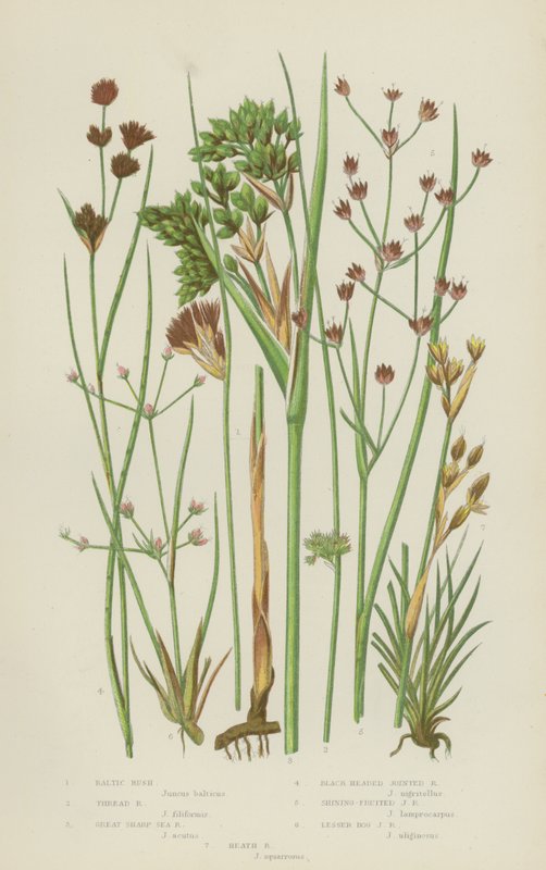 Baltic Rush, Thread Rush, Great Sharp Sea Rush, Black Headed Jointed Rush, Shining-Fruited Jointed by English School