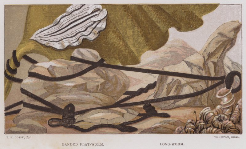 Banded Flat-Worm, Long-Worm by English School