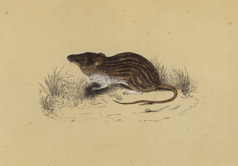 Barbary Mouse by English School