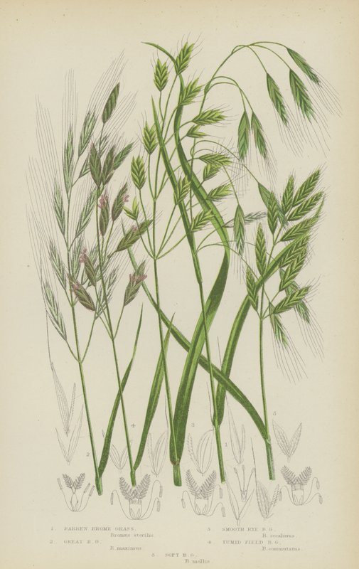 Barren Brome Grass, Great Brome Grass, Smooth Rye Brome Grass, Tumid Field Brome Grass, Soft Brome Grass by English School