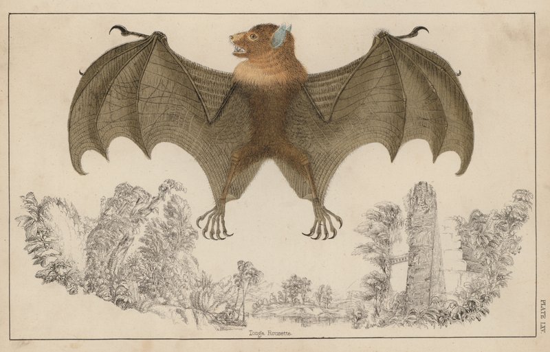 Bat, with wings open by English School