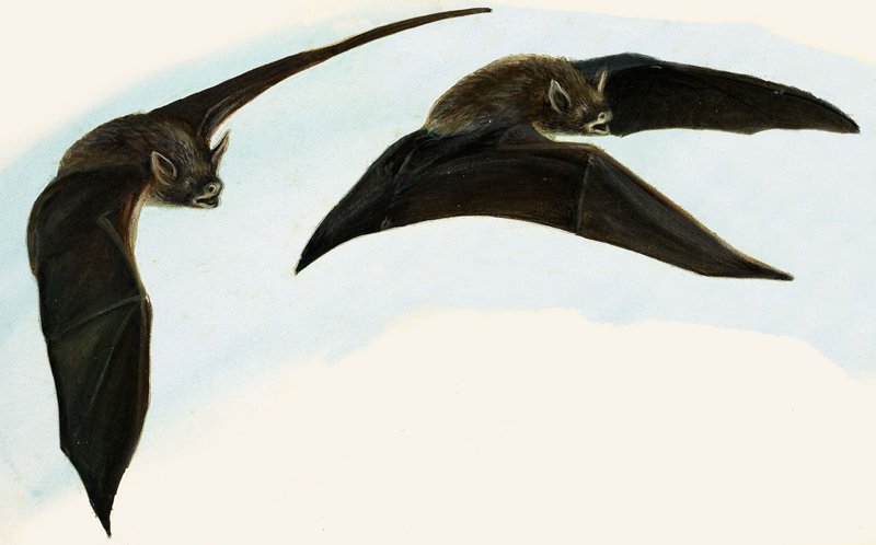 Bats by English School