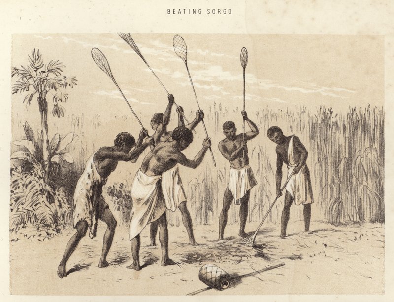 Beating Sorgo by English School