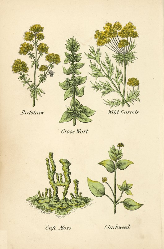 Bedstraw, Cross Wort, Wild Carrots, Cup Moss, Chickweed by English School
