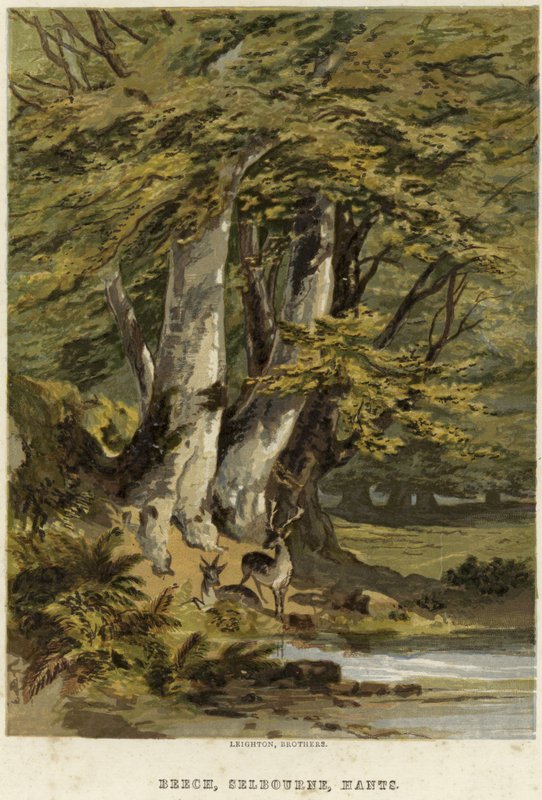 Beech Trees, Near Selborne, Hampshire by English School