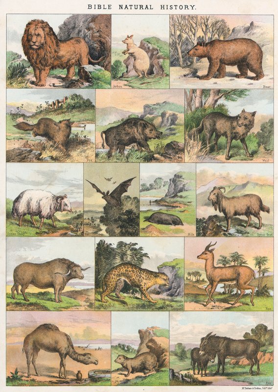 Bible Natural History by English School
