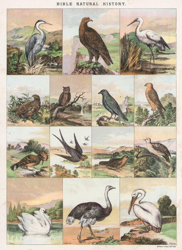 Bible Natural History by English School