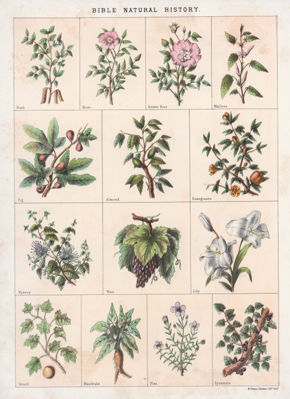 Bible Natural History by English School