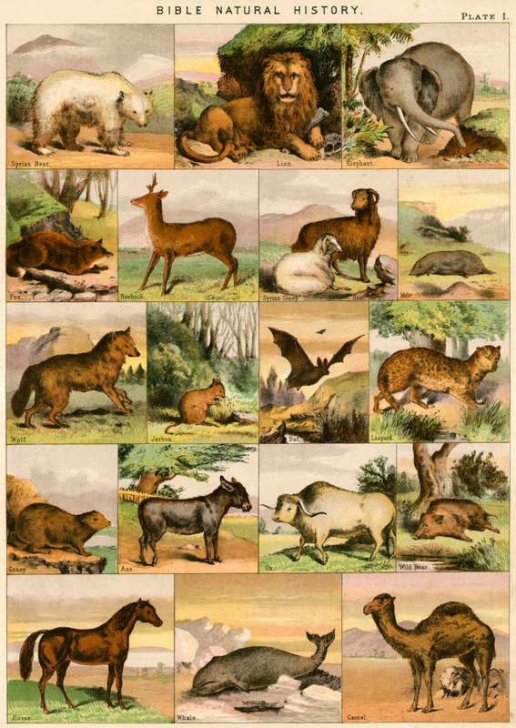 Bible Natural History by English School