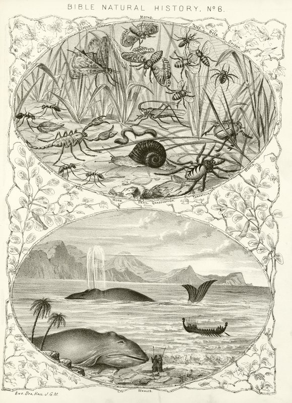 Bible natural history by English School