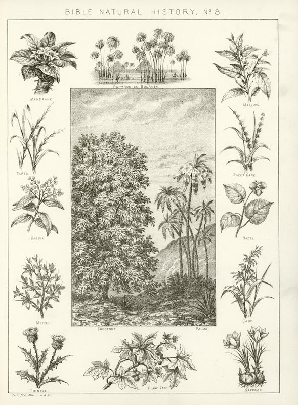 Bible natural history by English School