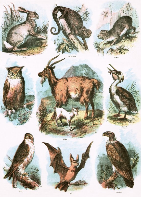 Biblical Illustrations by English School