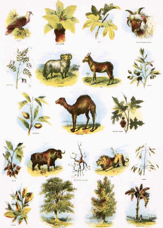 Biblical Illustrations by English School
