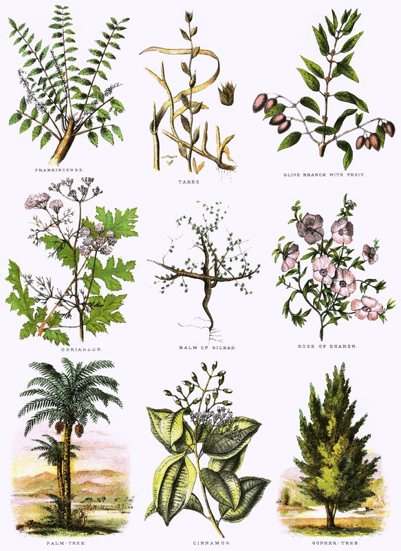 Biblical natural history by English School