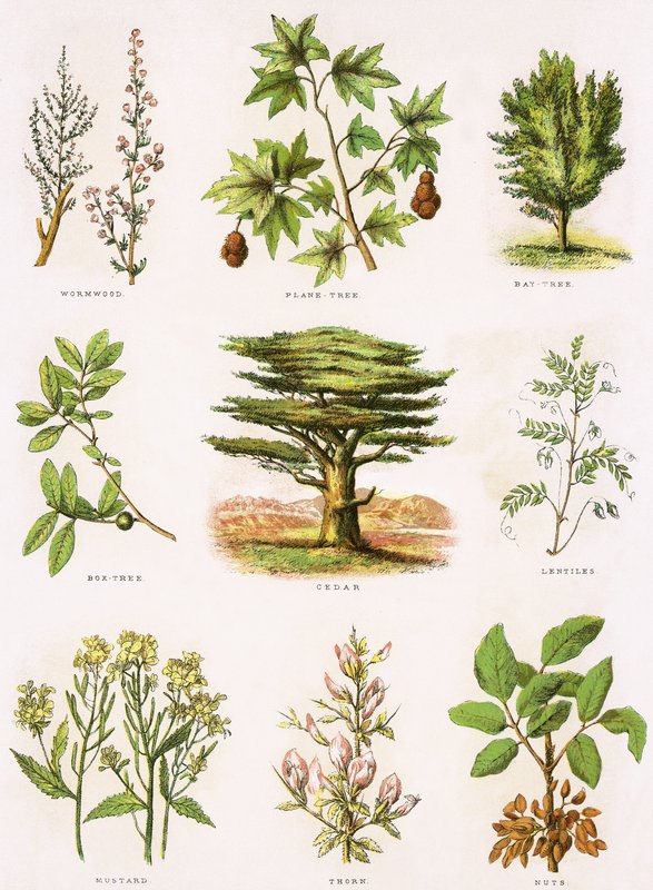 Biblical Natural History by English School
